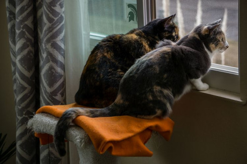 2-cats-in-window.jpg