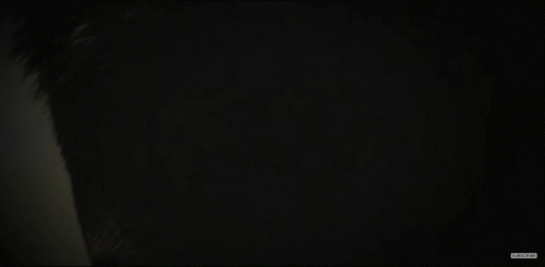 20200211_044933.gif