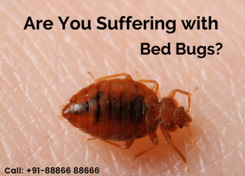 Are You Suffering with bed bugs