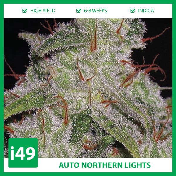 Northern light перевод. Auto Northern Lights семяныч. Конопля американская.