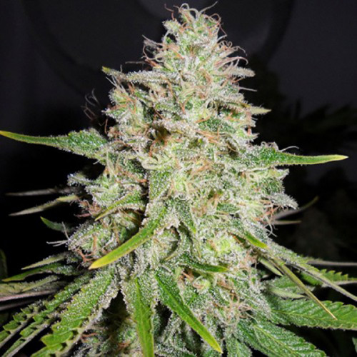 Big Bud is great for physically numbing and mentally soothing yourself in calm, comfortable conditions. But it can creep up on the user.

https://weed-seeds.ca/product/big-bud-fem/