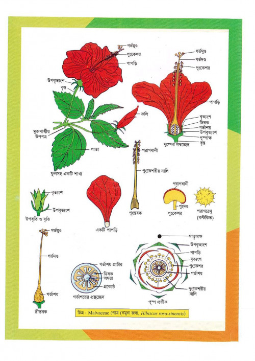 Bio-1stHasan-Sir-20_279.jpg