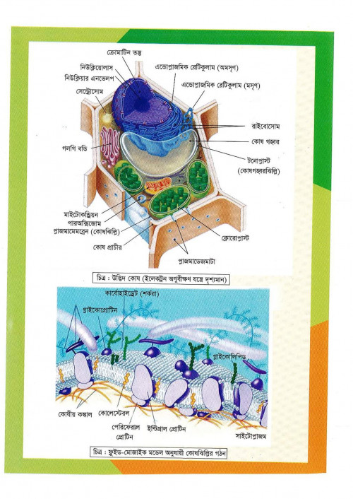 Bio-1stHasan-Sir-20_37.jpg