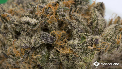 This indica strain that combines Blackberry and White Rhino. Sometimes our indicas surprise us with uplifting, clear-headed effects

https://weed-seeds.ca/product/black-rhino-fem/