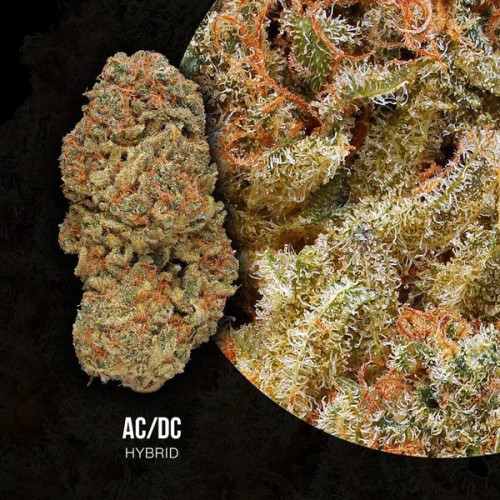 Unlike the 1970’s Australian hard-rock group, ACDC is a relaxing and comfortable cannabis strain with a THC/CBD ratio of 1:18, so you can unwind and enjoy a thunderstorm without getting thunderstruck.
https://weed-seeds.ca/product/acdc-118-cbd-fem/