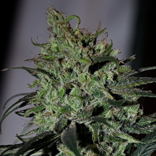 Unlike the 1970’s Australian hard-rock group, ACDC is a relaxing and comfortable cannabis strain with a THC/CBD ratio of 1:18, so you can unwind and enjoy a thunderstorm without getting thunderstruck.
https://weed-seeds.ca/product/acdc-118-cbd-fem/