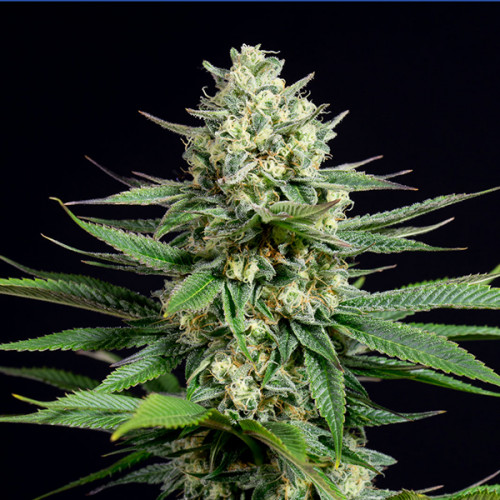 The combination of Lemony, fuelly, woody and spicy notes she puts at our disposal are simply irresistible. She’s indeed a true champion, a strain capable of filling our pantries with tasty CBD rich buds. A safe bet for those who want to be certain to obtain a heavy yield.
https://weed-seeds.ca/product/og-kush-cbd-1-to-15-fem/