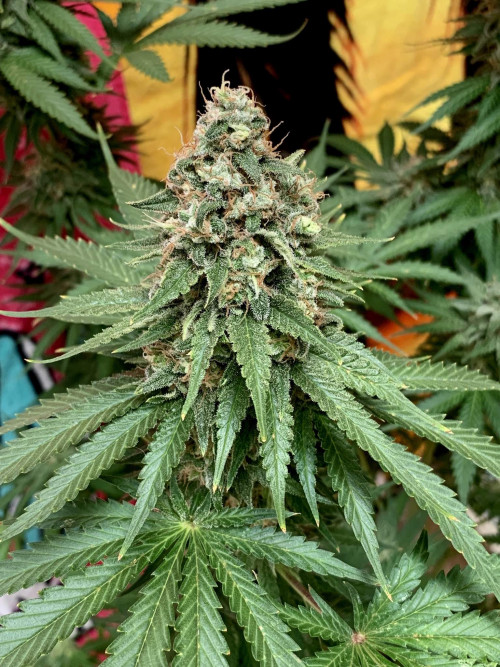 Weed Seeds Canada is your buy marijuana seeds online solution! Get autoflower cannabis seeds, feminized seeds and cbd seeds.
https://weed-seeds.ca/