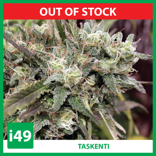 https://weed-seeds.ca/product/cinderella99-x-taskenti-fem/	
Buy Cinderella99 X Taskenti Marijuana seeds. Weed seeds for sale From i49 seedbank! Find Cinderella99 X Taskenti Cannabis seeds now. Call 1-888-544-4949