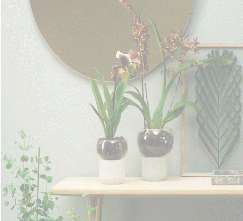 Clear-Orchid-Pots.gif