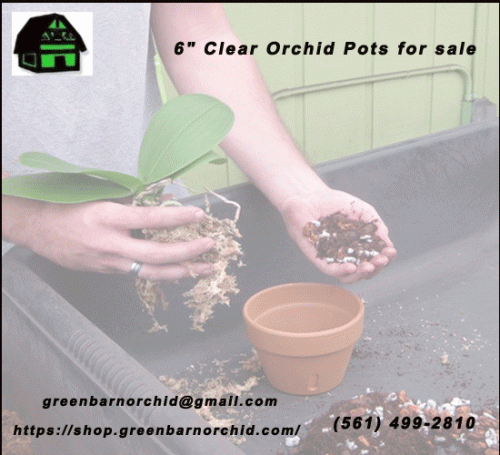 Clear-Orchid-Pots1.gif