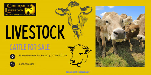 Finding the top quality cattle breed? Buying or selling livestock is now easy with ConneXion Livestock. We organize the livestock auction to help farmers or ranchers build their herd. You can make bids online or visit our cattle ranch to purchase livestock. We have become a trusted source for healthy, well-bred cattle for sale in Montana. When you attend livestock auctions, you would be able to see dozens, even hundreds of cattle at once. You can choose from a variety of breeds and also purchase cattle in lots at more reasonable prices since you’ll be bidding instead of paying a fixed price.
https://connexionlivestock.com/