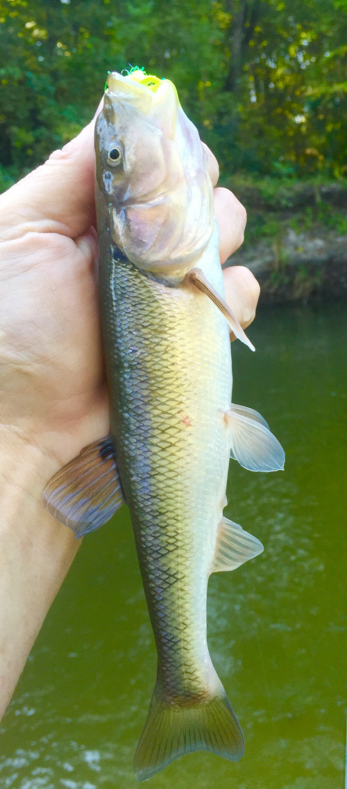 DM_SR_CreekChub_9-26-2015.jpg