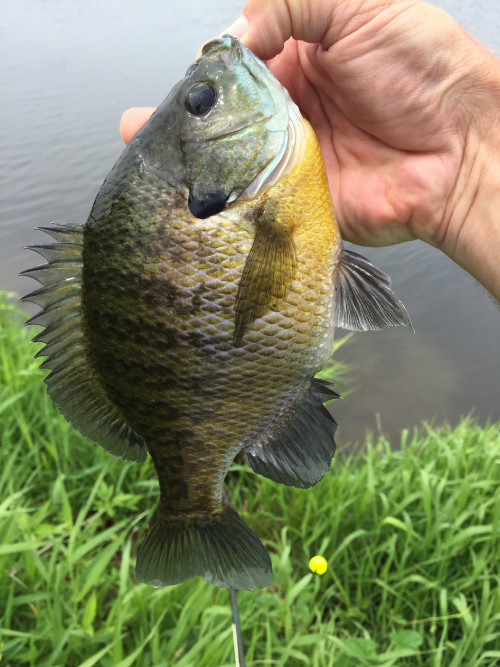 DM_WDML_9dot25inBluegill_5-16-2015.jpg