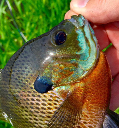 DM WDML Bluegill 5 16 2015a