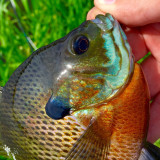 DM_WDML_Bluegill_5-16-2015a