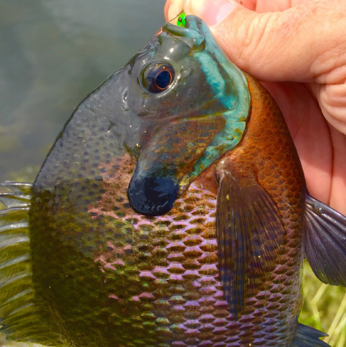 DM WDML Bluegill 5 16 2015c