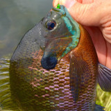 DM_WDML_Bluegill_5-16-2015c