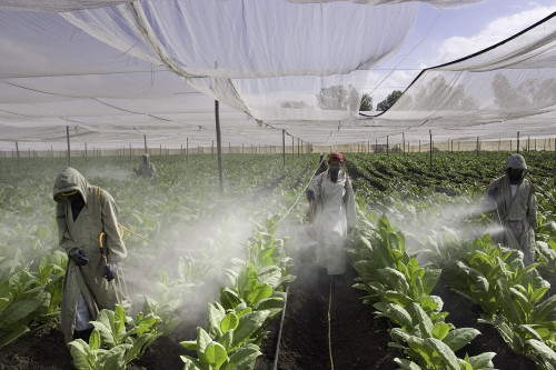 Pesticide sprayers apply a fungicide called Ditio carbamato to tobacco crop near Jalapa, Nicaragua. 