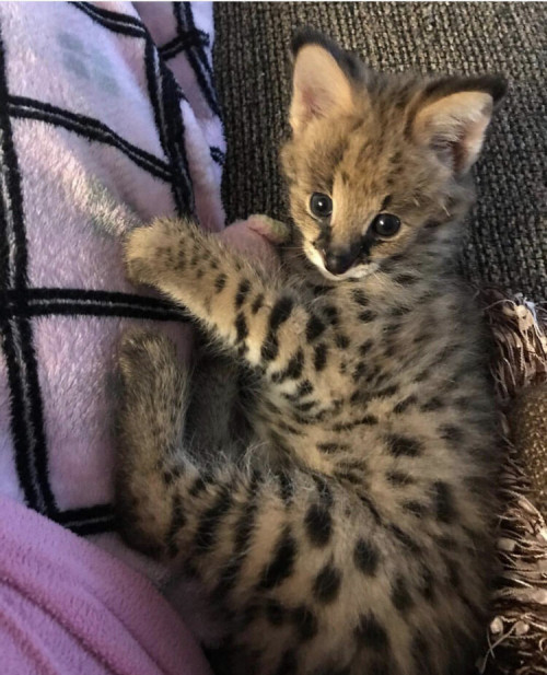 We provide Savannah Cat Breeder for sale. The Savannah cat is the largest of the cat breeds. Buy savannah cat and savannah kittens. We have been exclusively breeder Savannah cats since 2001.

These kittens have been bottle raised , socialized with other kittens and small dogs. We believe we are the only breeder of F1 Savannahs that has kittens truly mirroring the Serval while keeping a calm and sweet demeanor,  and a large size around 25lbs at maturity. The F1 generation savannah kittens we have for sale are the most sought after in the world due to their rarity. Litters never exceed 3.  Our kittens have full exams done, microchips, health record, A legally binding contract can be signed prior to any payment.  We can arrange hand delivery or meet you at the airport . 
#f1savannahsale #F1SavannahCatBreeder #F1SavannahKittenForSale #F1SavannahCalifornia #F1SavannahFlorida #F1Savannahforsale #F1savannahlosangeles #f1savannahforsaletexas #f1savannahbuy #servalbreeder #servalsforsaleusa #F1Bengalbreeder #F1bengalforsale #f1bengals

Web:- https://www.f1savannahkittens.com/