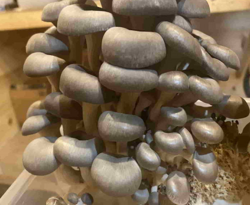 Visit us at https://ancientpathnaturals.com/pages/bulk-tub-diy-monotub-mushroom-grow-how-to
Comprehensive instructions including how to inoculate from spore syringe, growing conditions, bulk and monotub growing methods, casing, fruiting and harvesting.