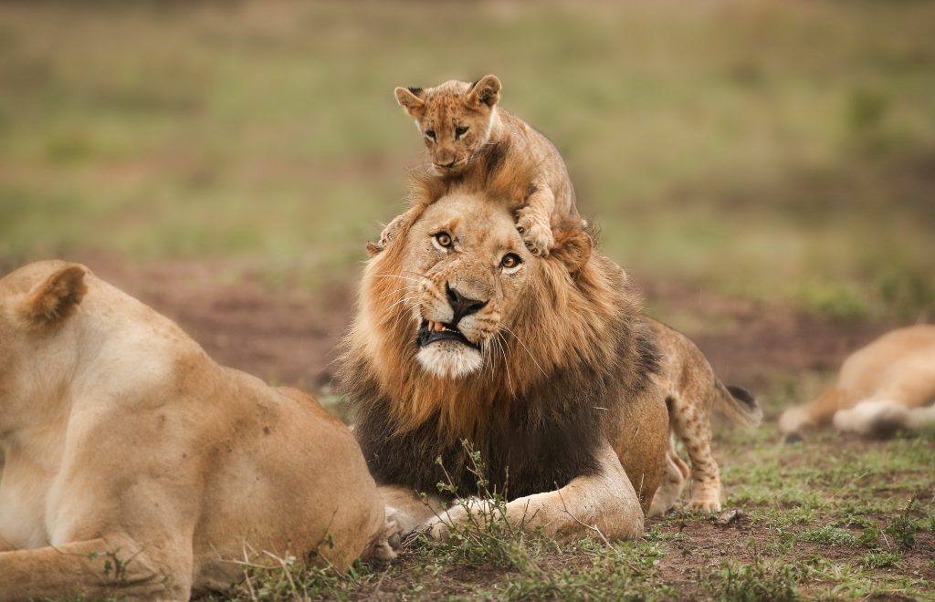 LION DAD, AND CUBS