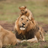 LION-DAD-AND-CUBS