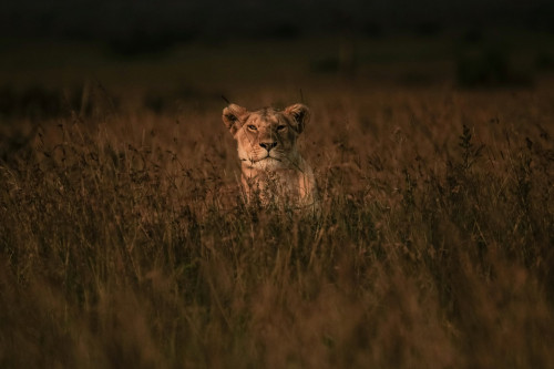 LIONESS IN DRY GRASS