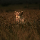 LIONESS-IN-DRY-GRASS