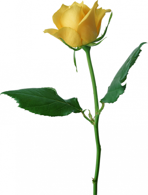 Large Yellow Rose PNG Clipart