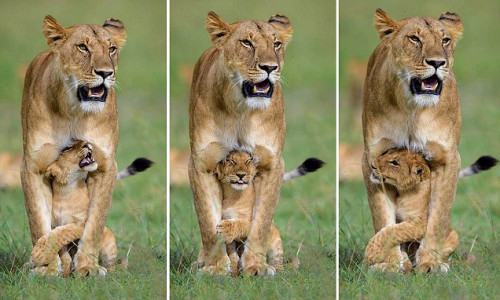 Lioness-and-cub.jpg