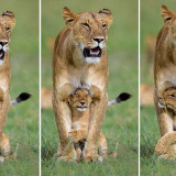 Lioness-and-cub