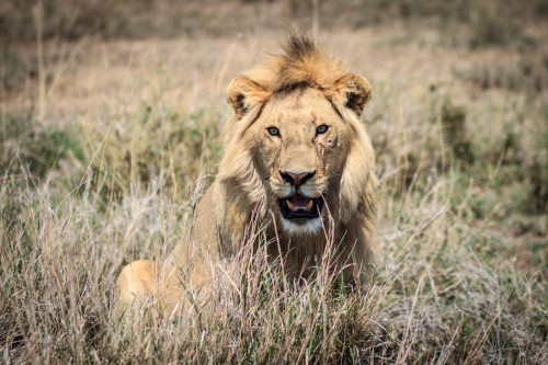MALE LION IN DRY GRASS
