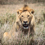 MALE-LION-IN-DRY-GRASS