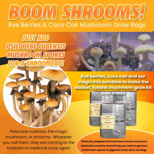 Magic-mushroom-grow-kit-for-Psilocybe-Cubensis.jpg