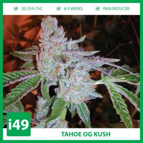 Og-Kush-For-Sale-20D0A.png