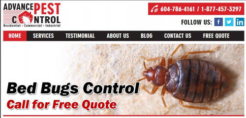 Pest-control-surrey.jpg