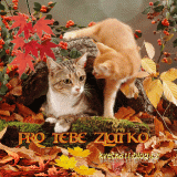 Pro-Tebe-zlatko