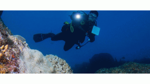 Scuba Diving is one of the most preferred adventure activity for those who want to explore the marine life. Tours Cabo makes your Scuba diving trip more safe and enjoyable. Visit Tours Cabo to find out more and book a week-long holiday for scuba diving in Cabo San Lucas. https://tourscabo.com/tour/scuba-diving-for-certified-divers/