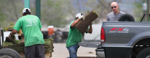 Denver's premier sod supplier offers top-quality, locally-grown sod varieties like Kentucky Bluegras