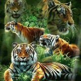 TIGERS-IN-JUNGLE