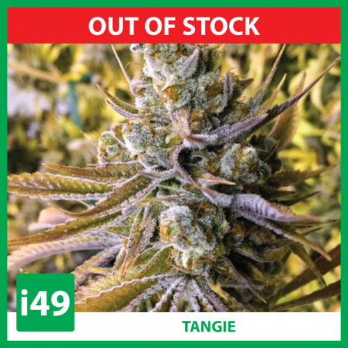 https://weed-seeds.ca/product/tangie-x-chocolope-fem/	
Buy Tangie X Chocolope Marijuana seeds. Weed seeds for sale From i49 seedbank! Find Tangie X Chocolope Cannabis seeds now. Call 1-888-544-4949