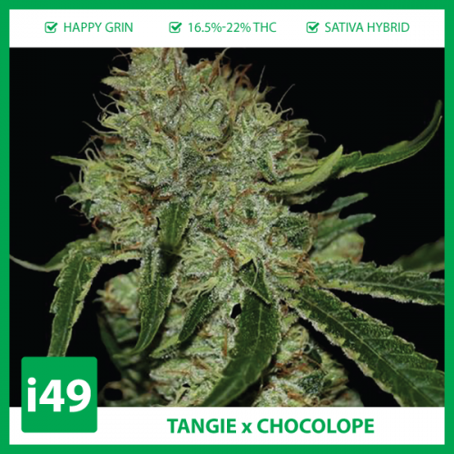 Tangie-x-Chocolope-Fem-20D0A.png