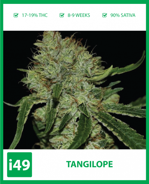 https://weed-seeds.ca/product/cinderella99-x-tangilope-fem/	
Buy Cinderella99 X Tangilope Marijuana seeds. Weed seeds for sale From i49 seedbank! Find Cinderella99 X Tangilope Cannabis seeds now. Call 1-888-544-4949