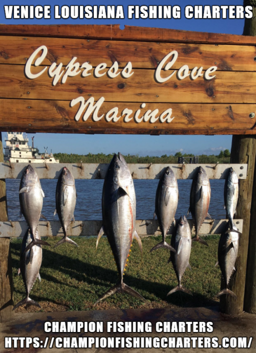 Champion Fishing Charters, the best Venice Louisiana fishing Charter Company has specialties in deep sea tuna fishing trips. We strive to provide you the expertise of catching fish and the best planned fishing trips so that you make the most of your wonderful outing within your budget. Visit,https://bit.ly/37TxU1w