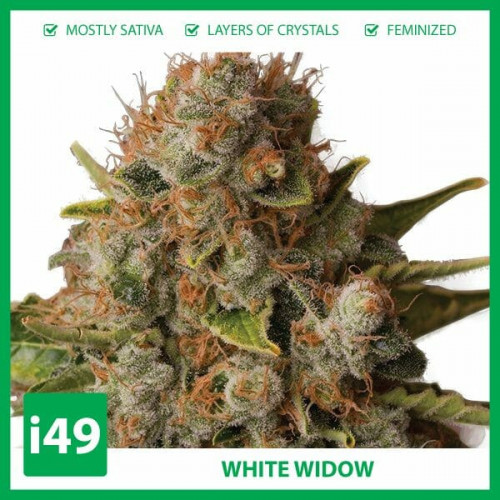 Weed Seeds Canada is your buy marijuana seeds online solution! Get autoflower cannabis seeds, feminized seeds and cbd seeds. I49 Seed Bank 1-888-544-4949

https://weed-seeds.ca/product/auto-white-widow-feminized-seeds/