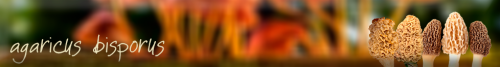 agaricus.png