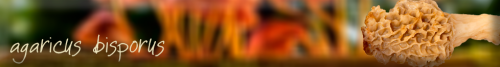 agaricus2.png