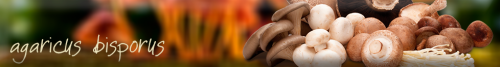 agaricus3.png
