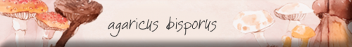 agaricus4.png